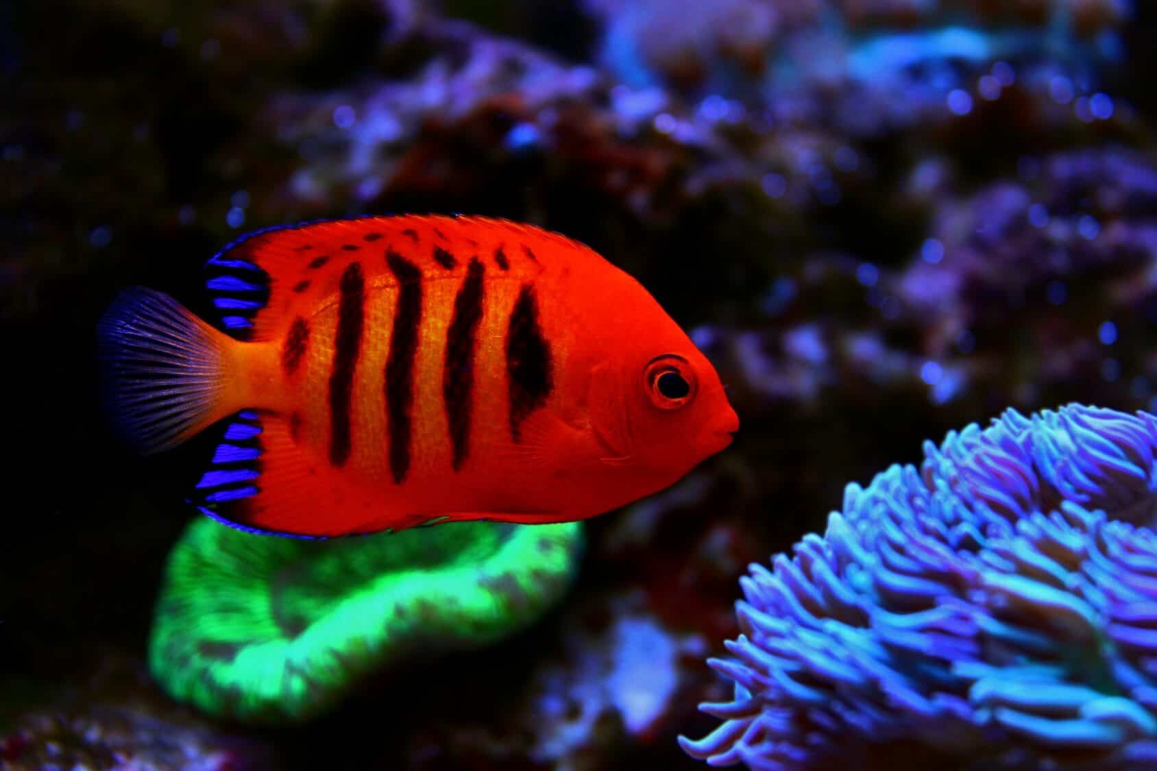 Most Beautiful Fish Aquarium