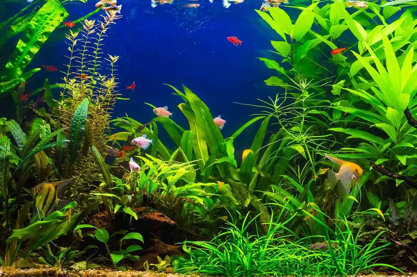 Come prendersi cura delle piante d'acquario di media luce?