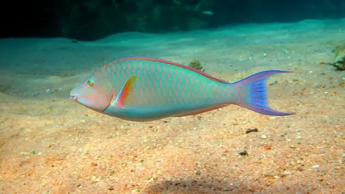 The Most Beautiful Parrotfish Species and 7 Amazing Facts About Them Banner