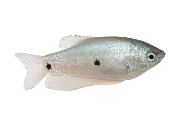 Gourami aux trois points