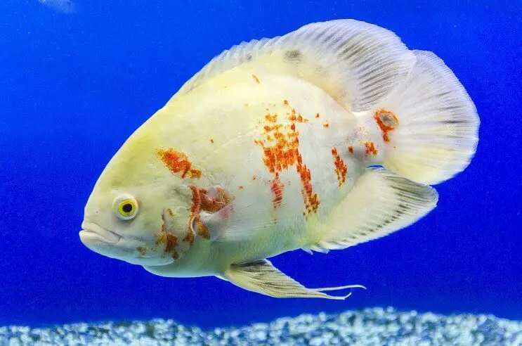 An albino oscar fish in a vibrant blue aquarium