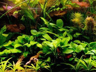 Anubias Nana The Full Guide To Caring, Planting and Propagation Banner