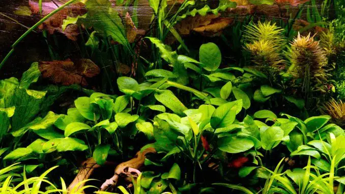 Anubias Nana The Full Guide To Caring, Planting and Propagation Banner