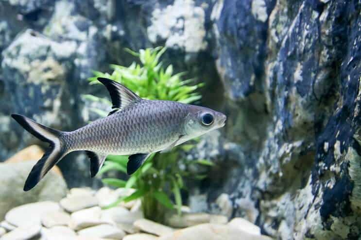 Bala shark swimming near rocky substrate and aquarium decorations