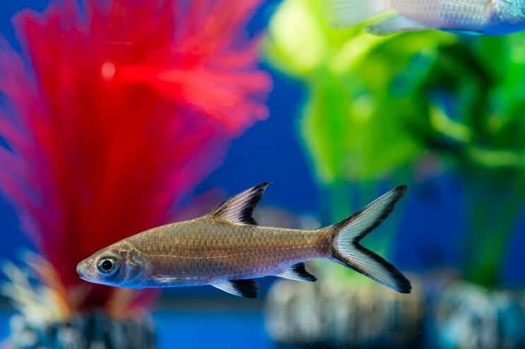 Bala shark swimming amongst various aquarium plants