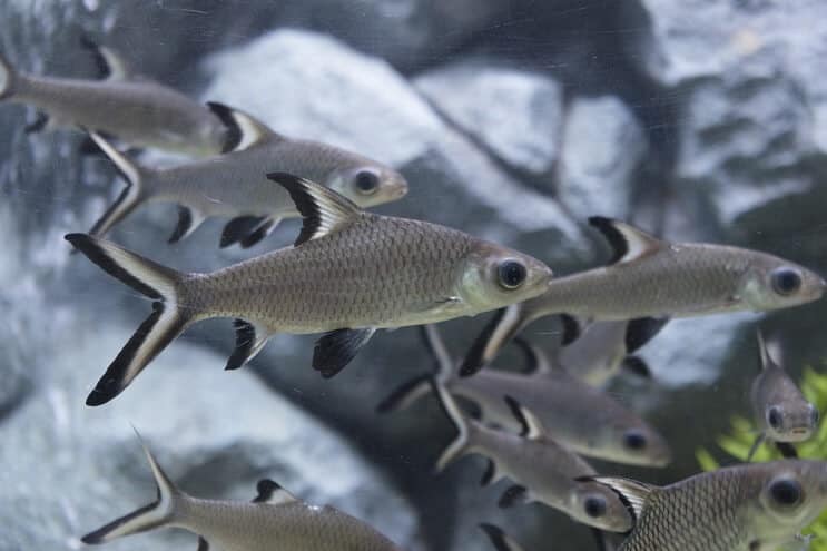 A school of bala sharks swimming in a planted tank