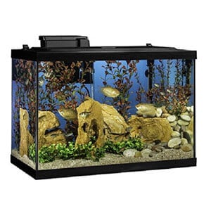 Best 20 Gallon Aquarium Starter Kit