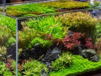 Best 20 Gallon Aquariums Setups, Tanks and Stocking Ideas Cover