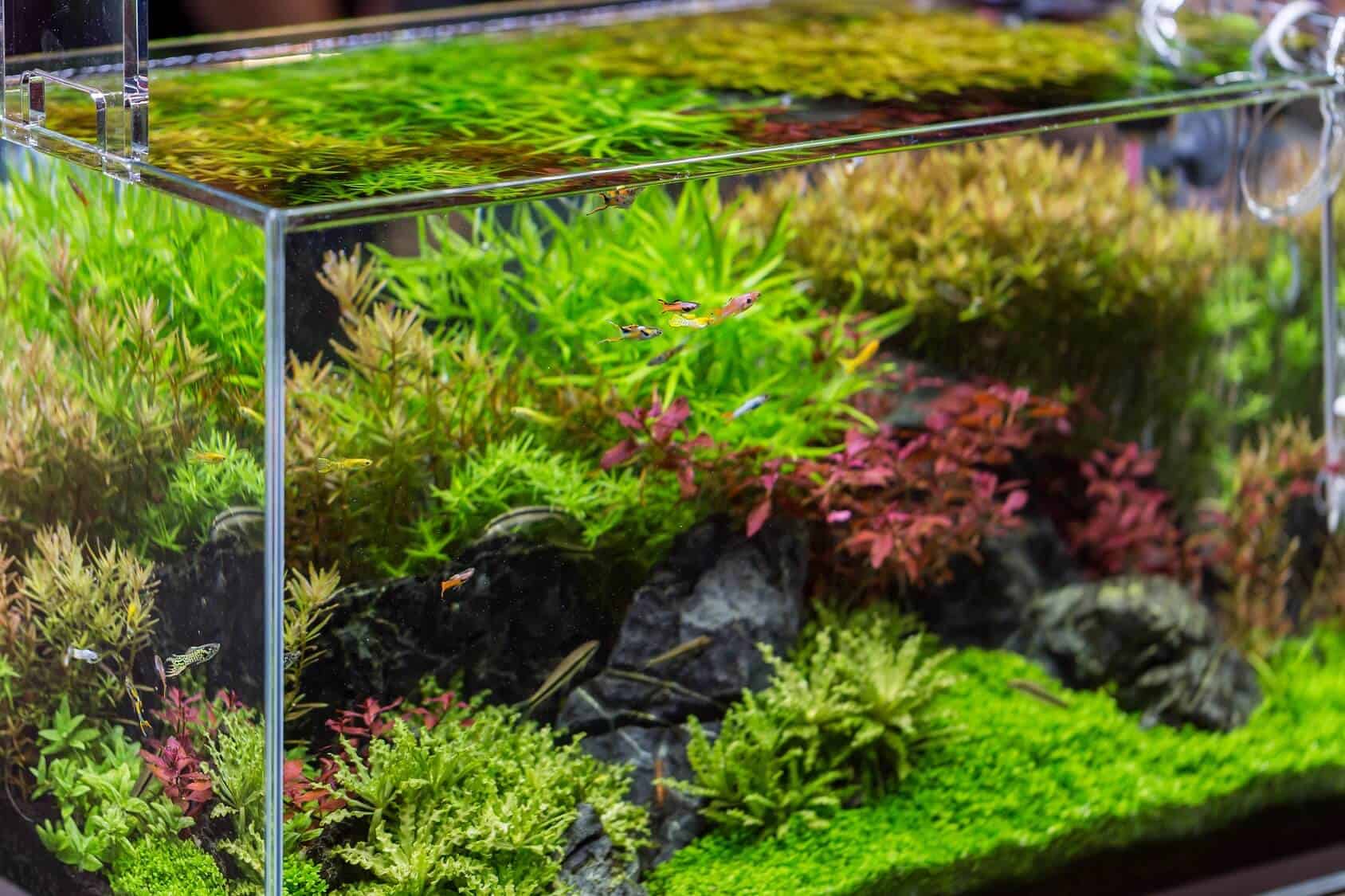 30 Gallon Fish Tank: Setups, Stocking Ideas, Equipment And, 59% OFF