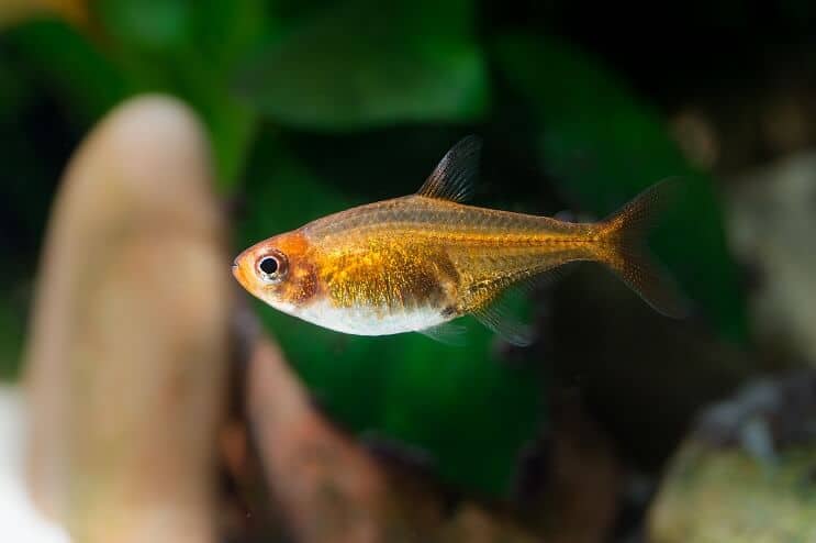 Ember tetra against a planted background