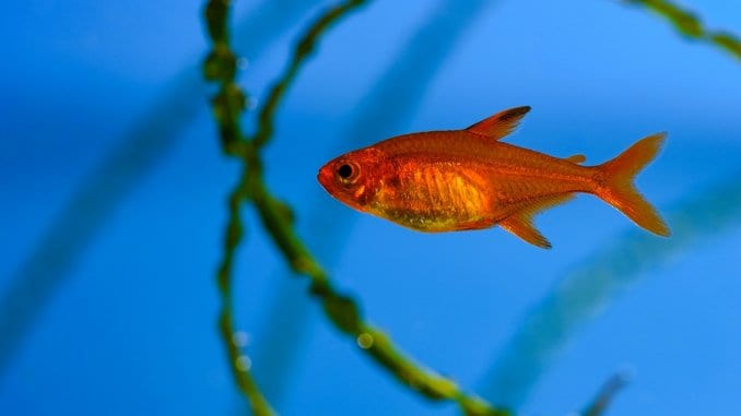 Ember Tetra Is The Fire Tetra Right For Your Aquarium Cover