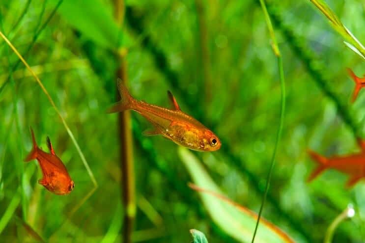 Ember Tetra Swimming