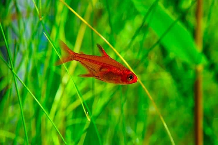 Fire Tetra