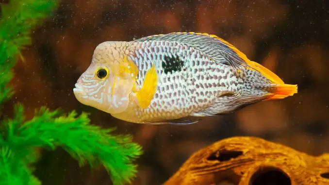 Green Terror Cichlid Size, Tank Mates, Care and More... Banner