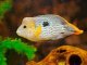 Green Terror Cichlid Size, Tank Mates, Care and More... Banner