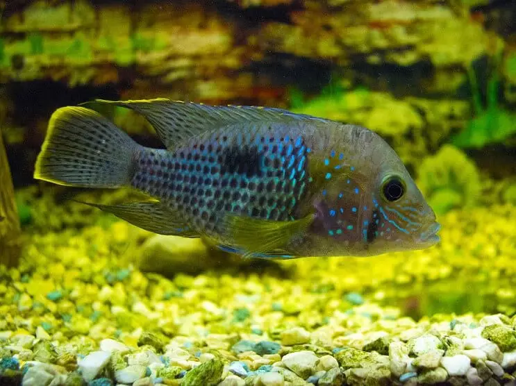 Green Terror Cichlid