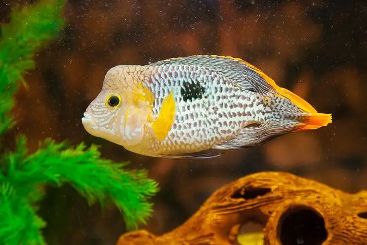 Green Terror Fish