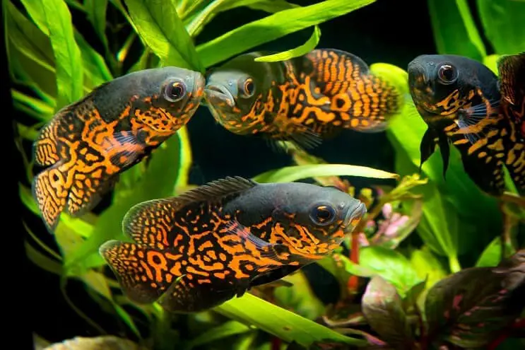 A group of oscar fish swimming among aquarium plants
