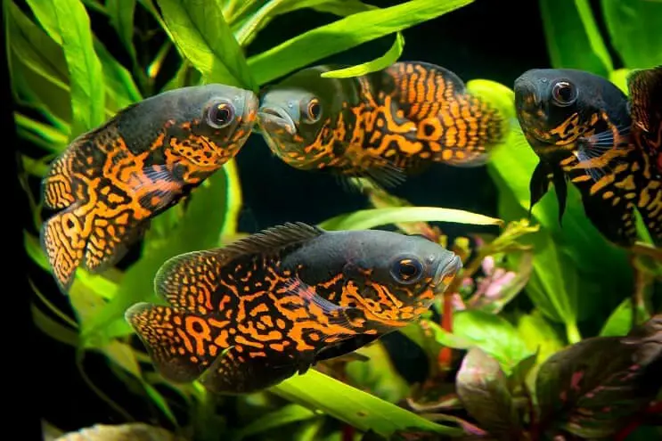 oscar tropical fish