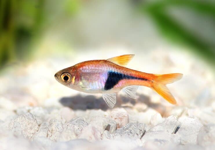 Harlequin rasbora swimming near rocky substrate