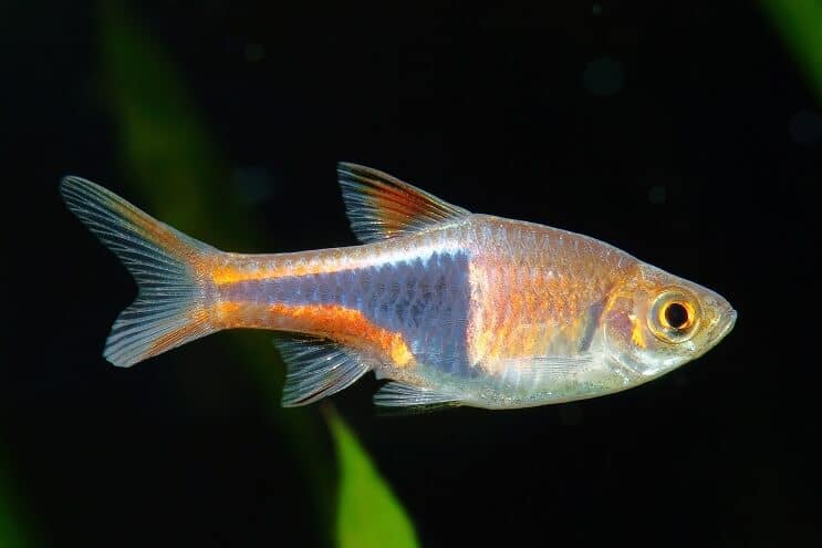 Harlequin rasbora appearance close up