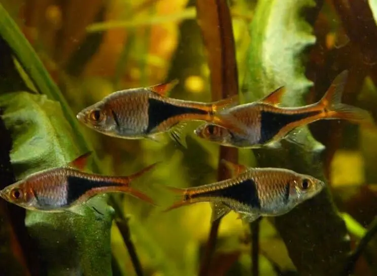 School of harlequin rasboras swimming in planted tank