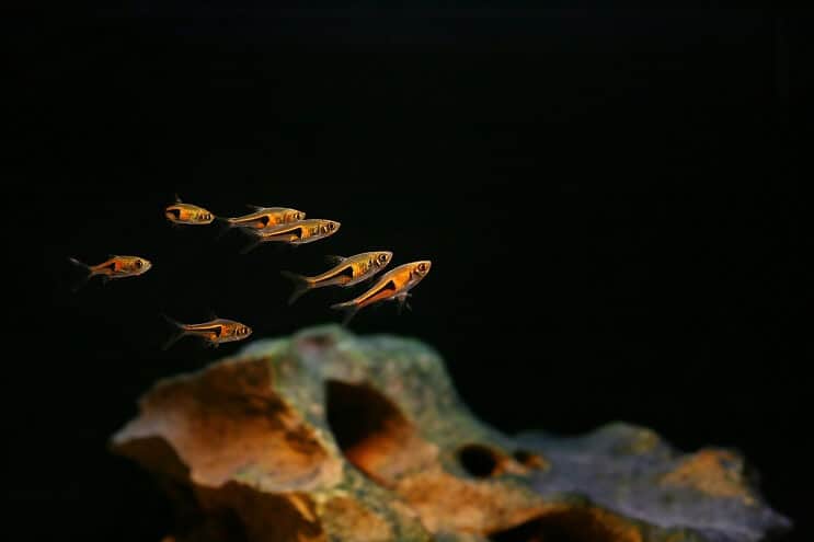 School of harlequin rasboras swimming in decorated tank