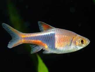 Harlequin Rasbora The Complete Guide Banner