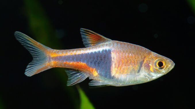 Harlequin Rasbora The Complete Guide Banner