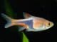 Harlequin Rasbora The Complete Guide Banner