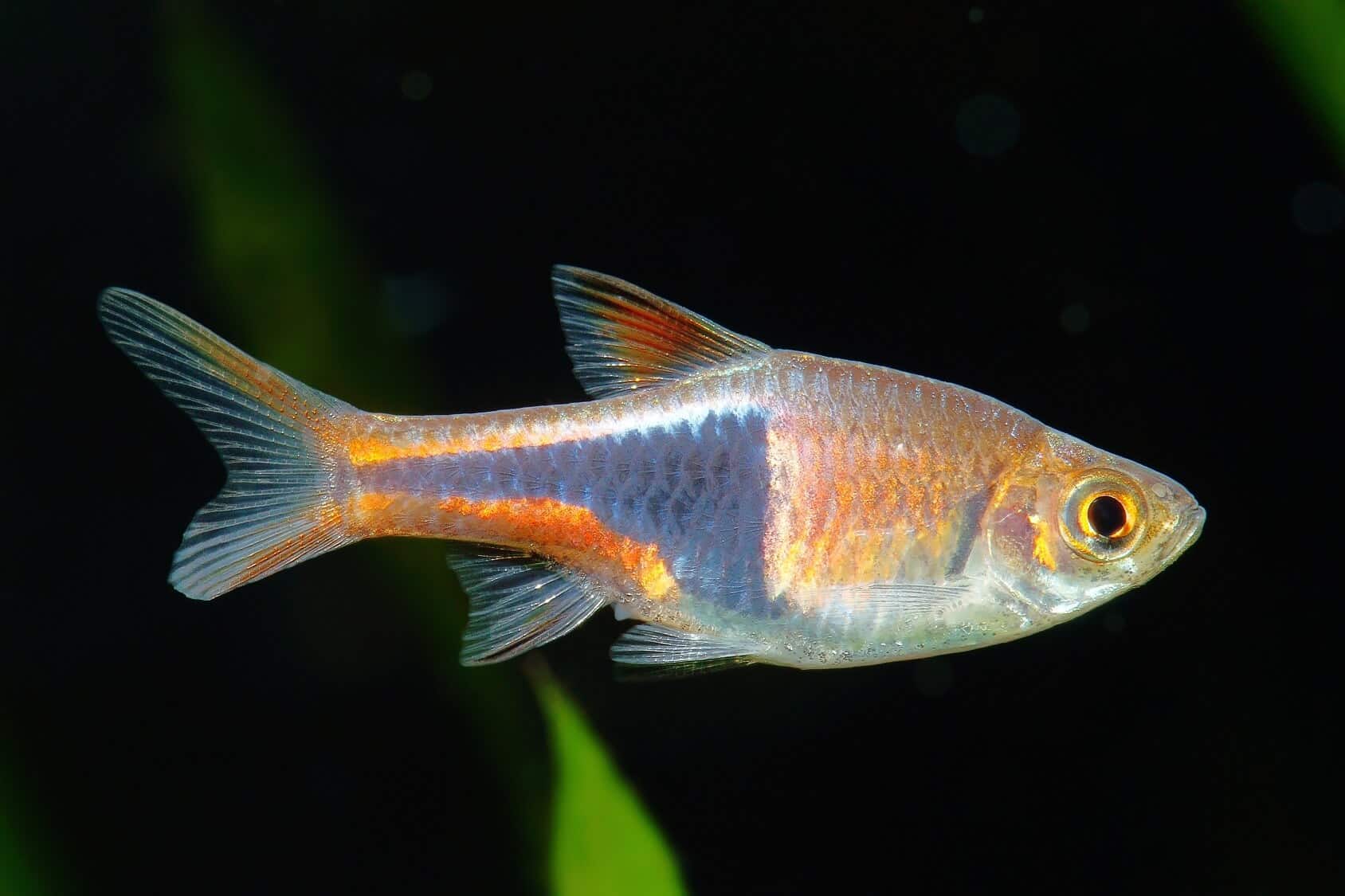 harlequin rasbora tropical fish