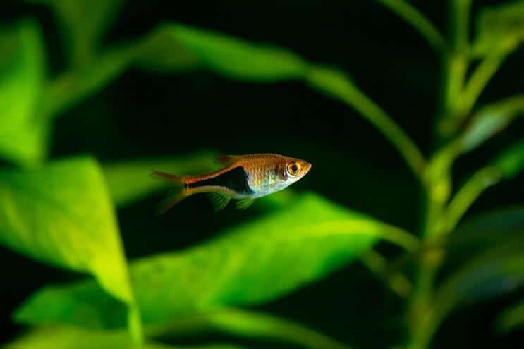 Harlequin rasbora swimming in a planted tank