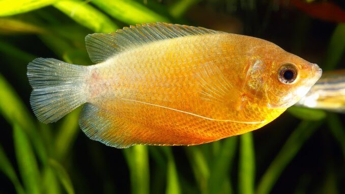 Honey Gourami All You Need To Know About Sunset Honey Gouramis Banner