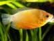 Honey Gourami All You Need To Know About Sunset Honey Gouramis Banner