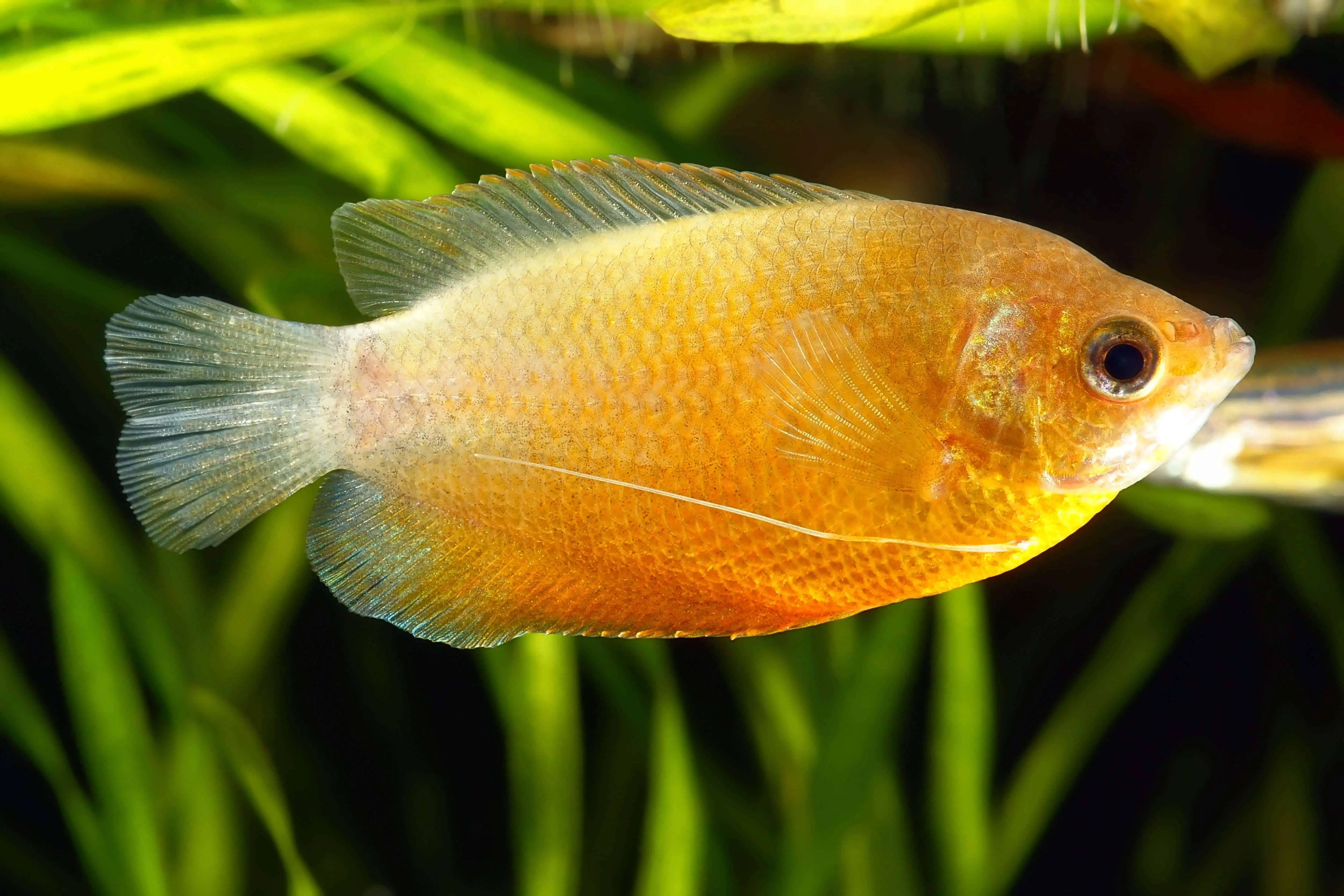 Honey Gourami: All You Need To Know 