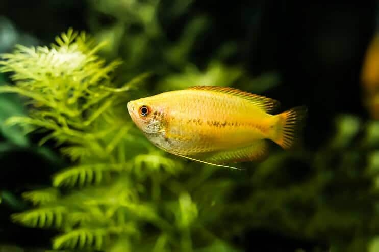 Aspecto dos Gouramis Bonitos