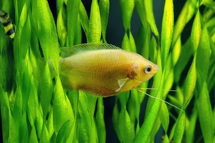 Soins des Gouramis Miel