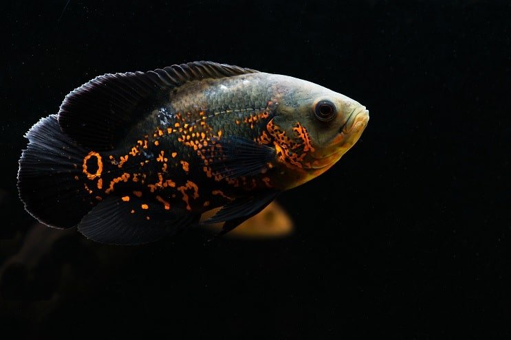 A closeup view of an oscar fish in a tank