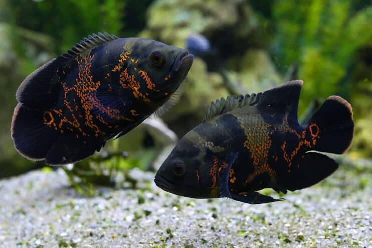 A pair of tiger oscar fish at the bottom of the tank