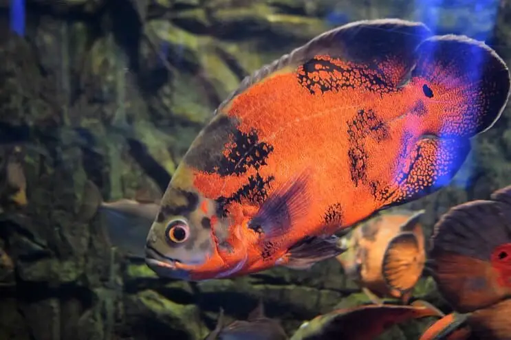A vibrant red oscar fish swimming near some aquarium decorations