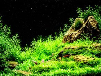 Scarlet Badis Care Guide Tank Mates, Feeding and Breeding Banner