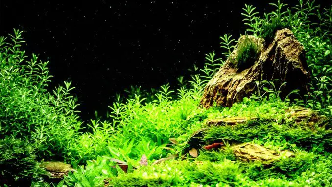 Scarlet Badis Care Guide Tank Mates, Feeding and Breeding Banner Scarlet Badis Care Guide Tank Mates, Feeding and Breeding Banner