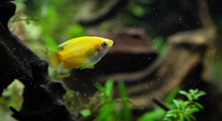 Gourami miel soleil