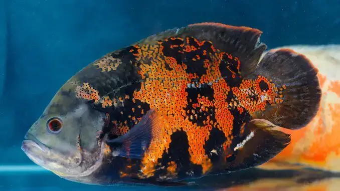 Oscar Fish