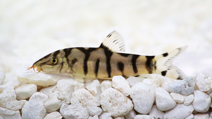 Yoyo Loach Care Guide Size, Breeding And Much More Banner Yoyo Loach Care Guide Size, Breeding And Much More Banner