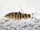 Yoyo Loach Care Guide Size, Breeding And Much More Banner