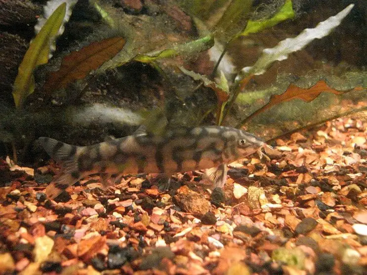 Yoyo Loach Eating