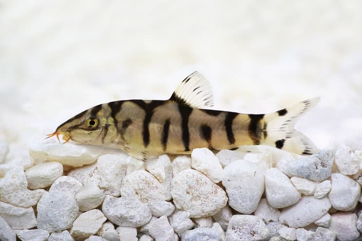 Yoyo Loach