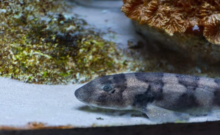 Bamboo Shark