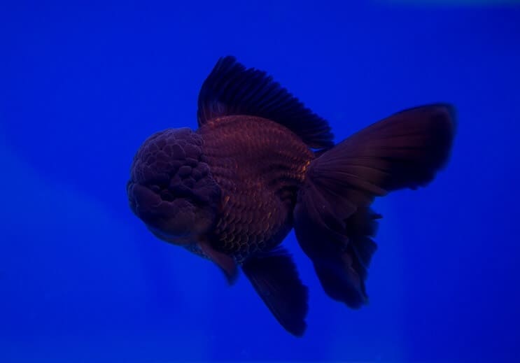 red and black oranda goldfish